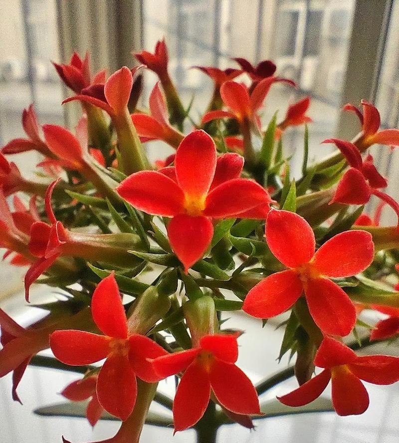 长寿花与茉莉的花语和寓意是什么？它们各自代表什么？