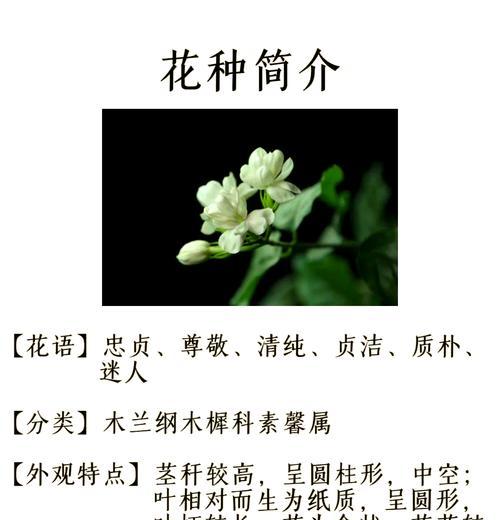 长寿花与茉莉的花语和寓意是什么？它们各自代表什么？