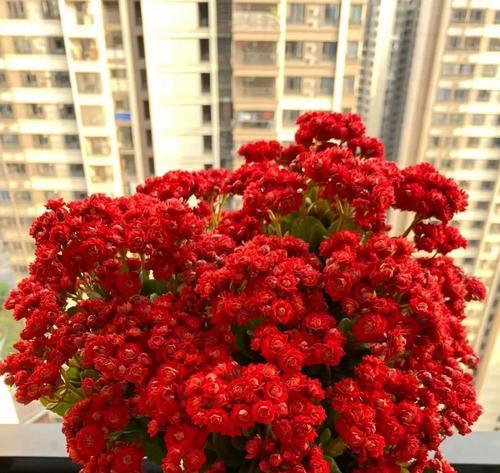 长寿花与茉莉的花语和寓意是什么？它们各自代表什么？