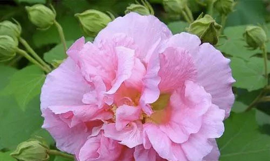 芙蓉花的花语是什么？芙蓉花代表了哪些美好寓意？