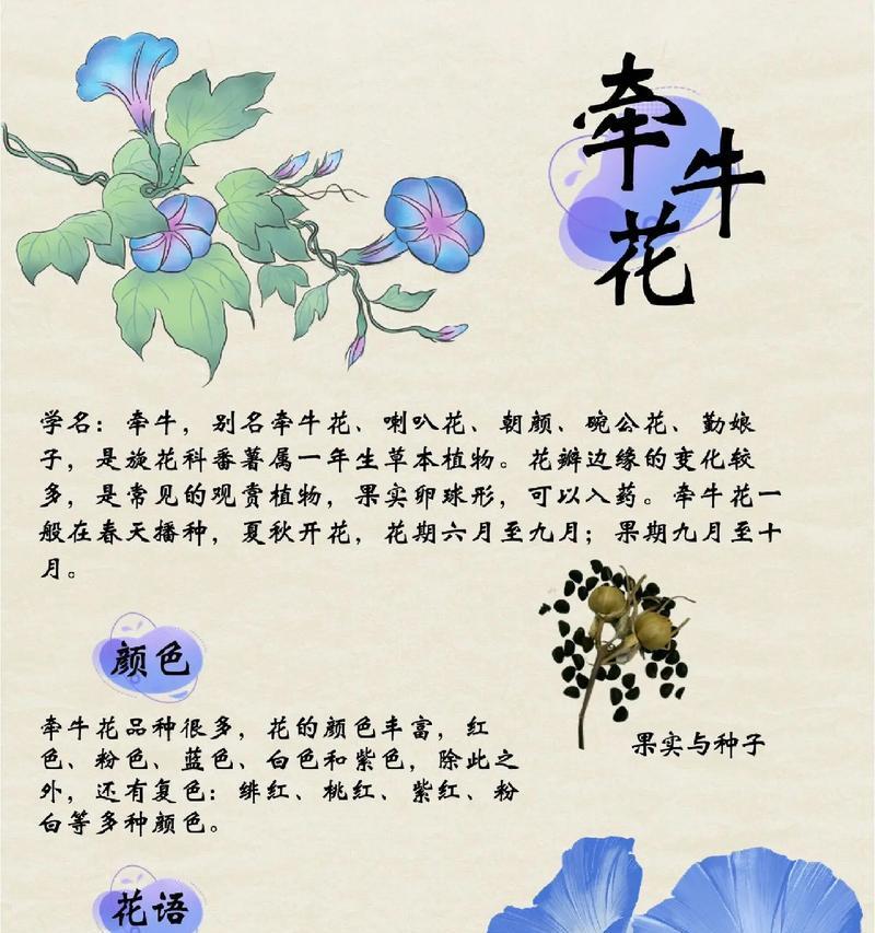 芙蓉花的花语是什么？芙蓉花代表了哪些美好寓意？
