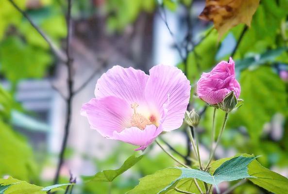 芙蓉花的花语是什么？芙蓉花代表了哪些美好寓意？