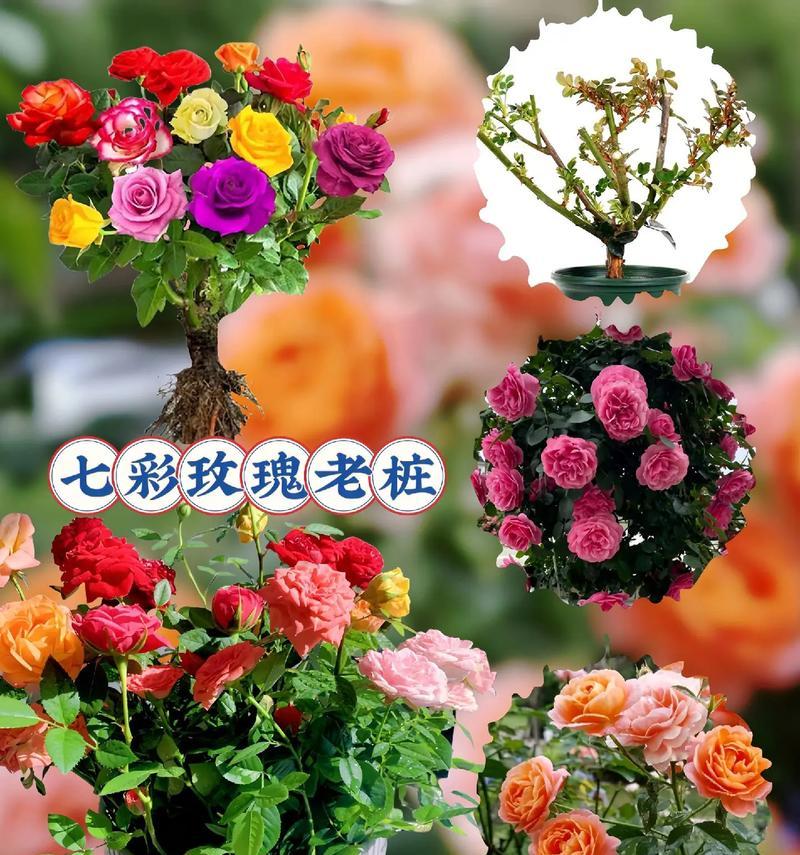 小玫瑰花的花语代表什么？