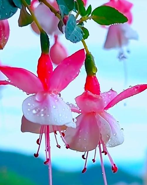 灯笼表达的花语是什么呢？灯笼花代表了什么寓意？