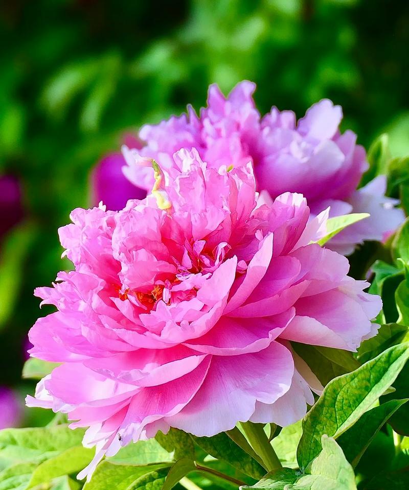 牡丹花清新品种的花语有何含义？