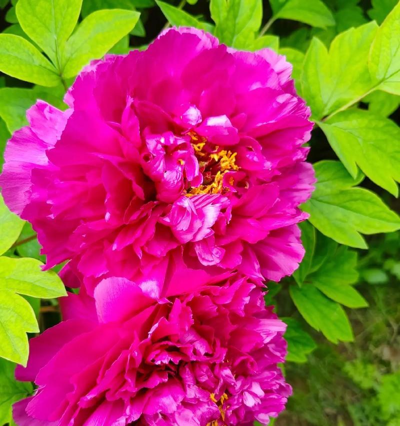 牡丹花清新品种的花语有何含义？