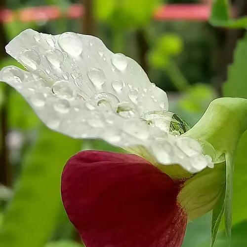 无言应对的花语有何深意？