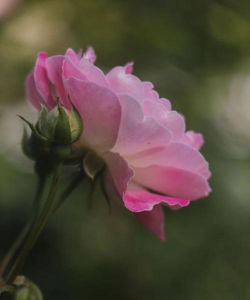 哪种花象征着纯真的爱情？