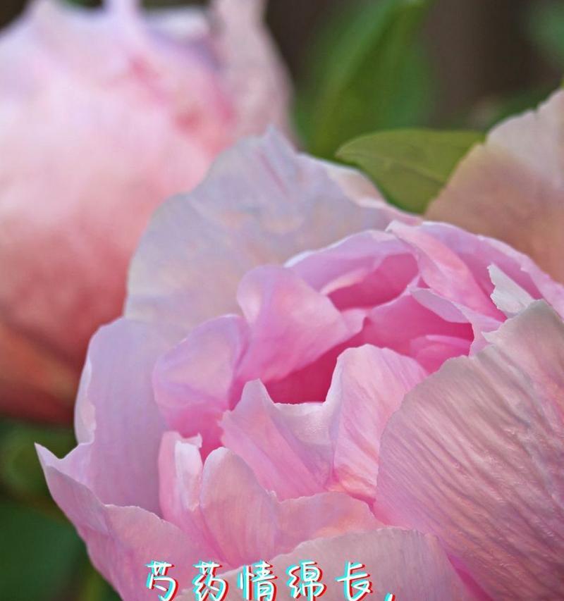 哪种花象征着纯真的爱情？