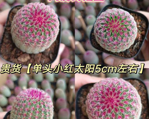 红太阳仙人球象征着什么？