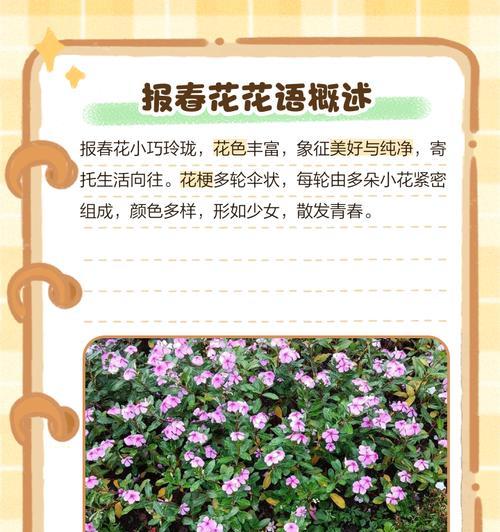 樱花草的花语有哪些？它们各自代表什么？