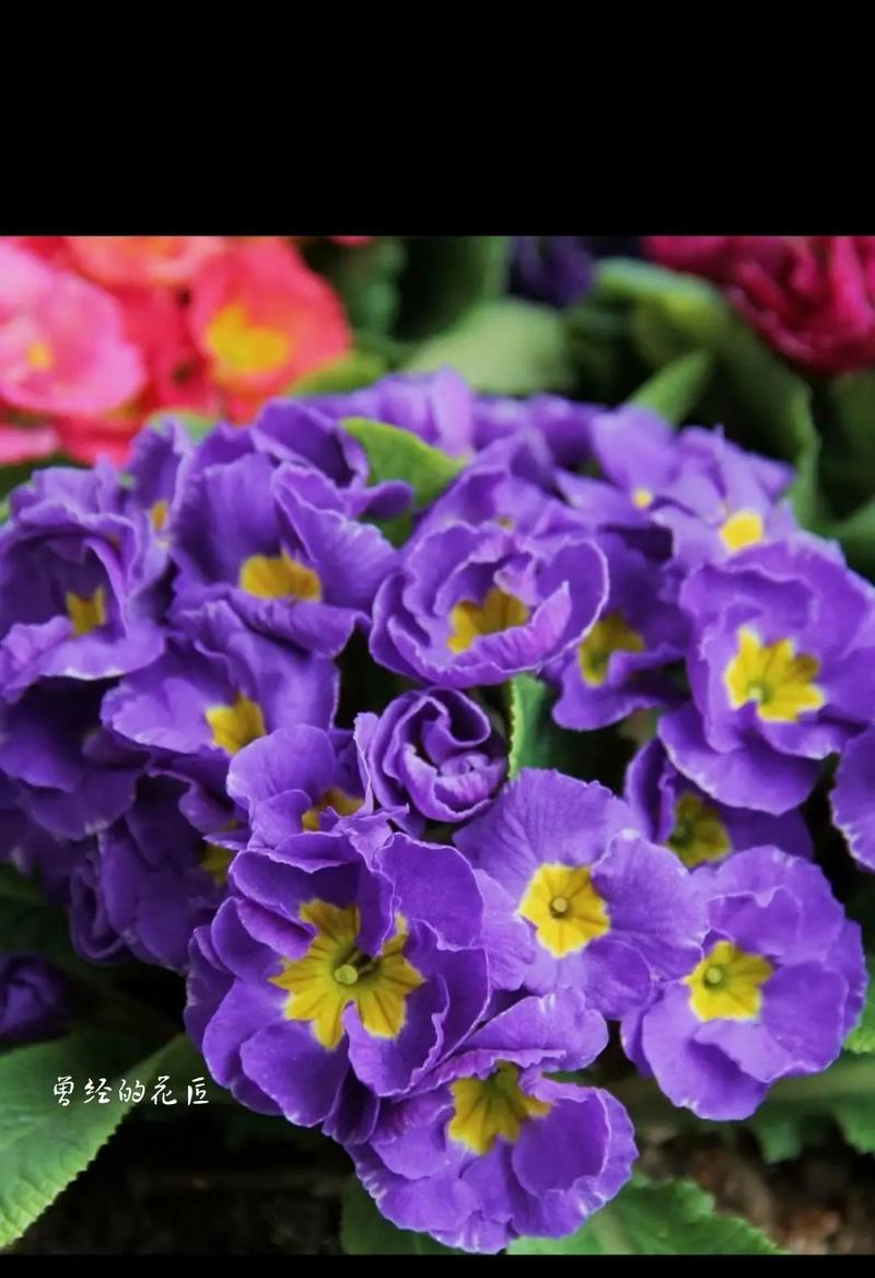樱花草的花语有哪些？它们各自代表什么？