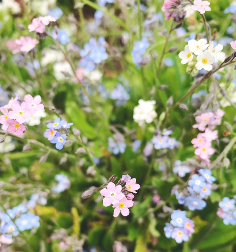 樱花草的花语有哪些？它们各自代表什么？