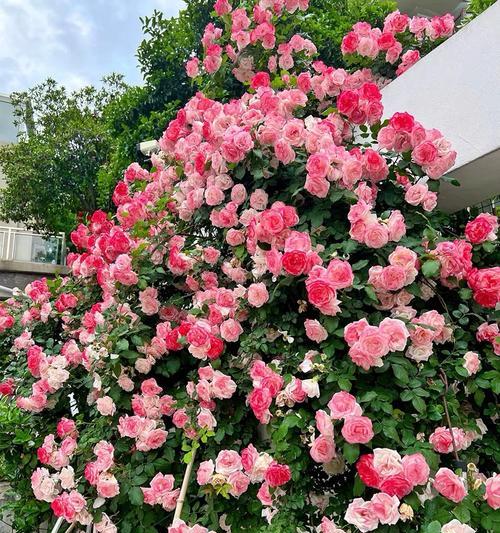 大花月季浓香粉色花语是什么？粉色大花月季代表了什么？
