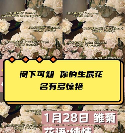道具独自美丽的花语代表什么？