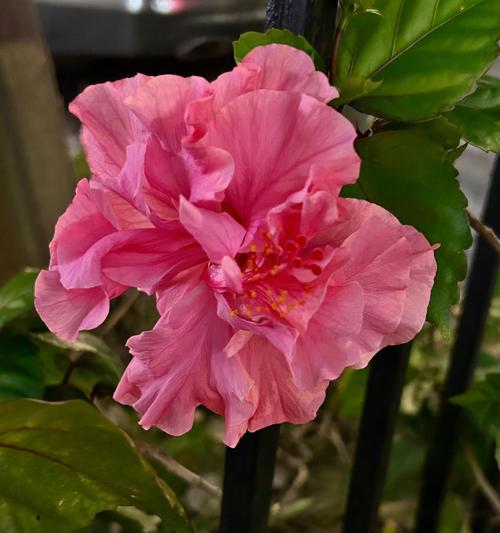 道具独自美丽的花语代表什么？
