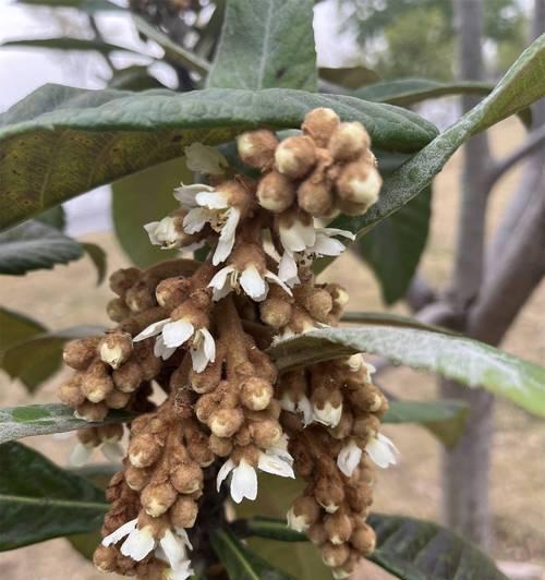 枇杷泡酒的花语有何独特之处？