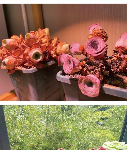 玫瑰花枯萎了通常象征着什么？