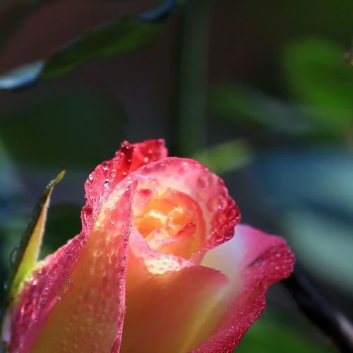 玫瑰花枯萎了通常象征着什么？