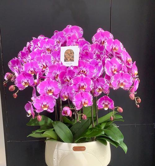 四季兰花的花语是什么？它有何特别寓意？