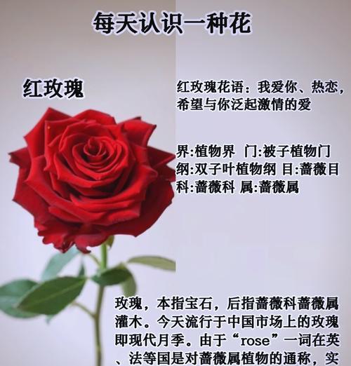 玫瑰花语代表了哪种情感？