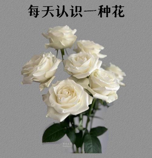 特别喜爱白玫瑰的花语是什么？