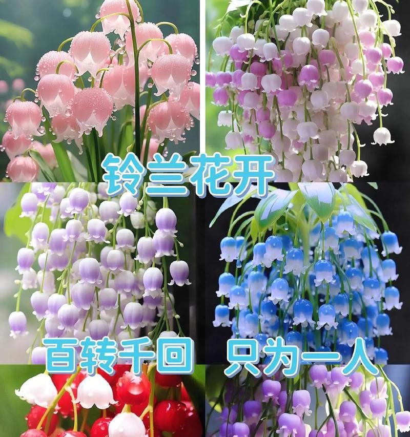 铃兰花作为礼物送给朋友的花语是什么？