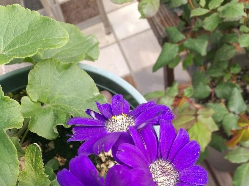 紫色瓜叶菊代表什么？花语中隐藏了哪些秘密？