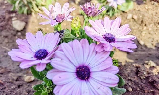 紫色瓜叶菊代表什么？花语中隐藏了哪些秘密？
