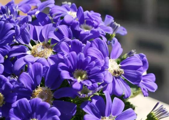 紫色瓜叶菊代表什么？花语中隐藏了哪些秘密？