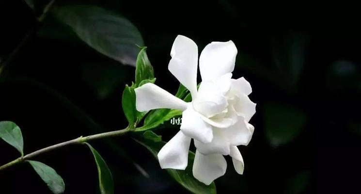 栀子花的花语表达的是哪种思念？