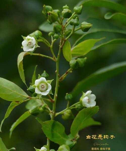 猪腰花束的花语有哪些？