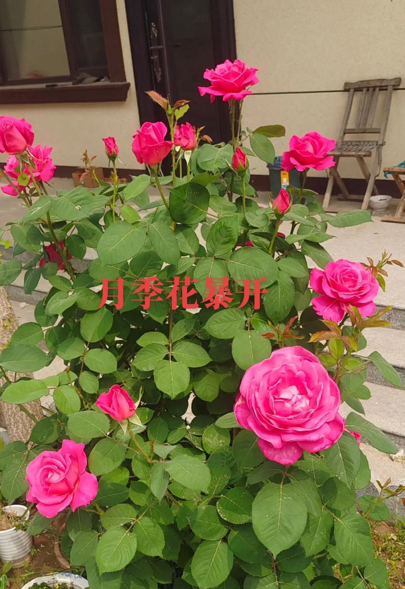 月季花的花语有哪些种类？它们各自代表什么？