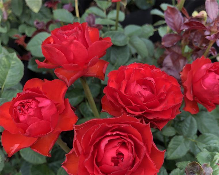 月季花的花语有哪些种类？它们各自代表什么？