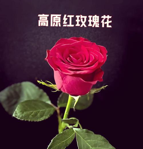 15根玫瑰代表了什么花语？