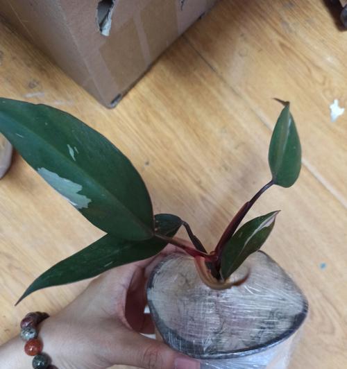 橙粉公主的花语有何深意？