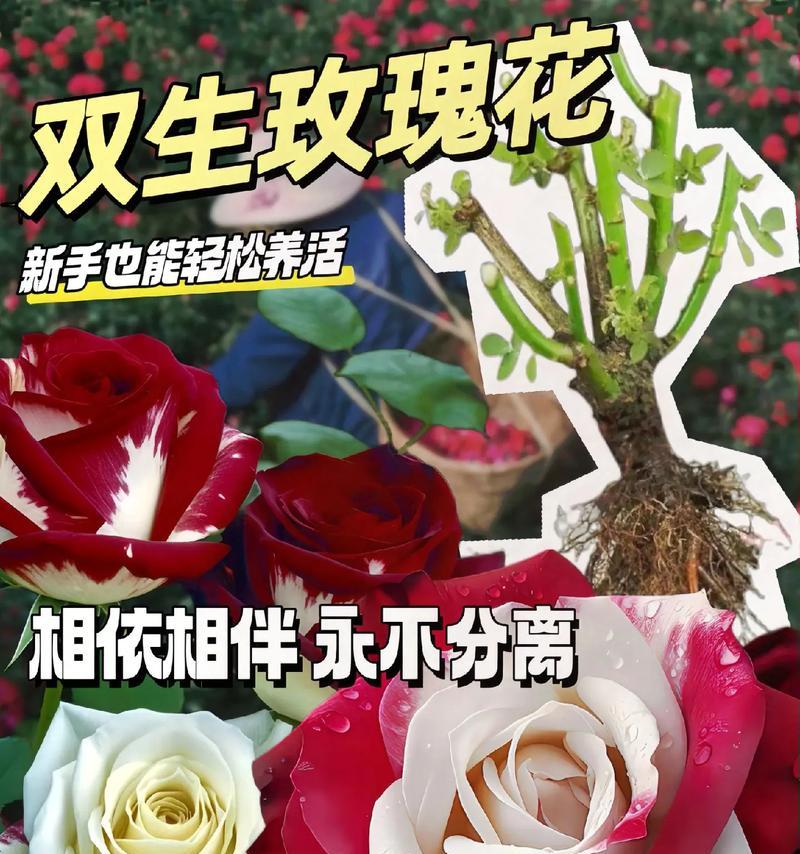 哪种花的花语是寓意新鲜？