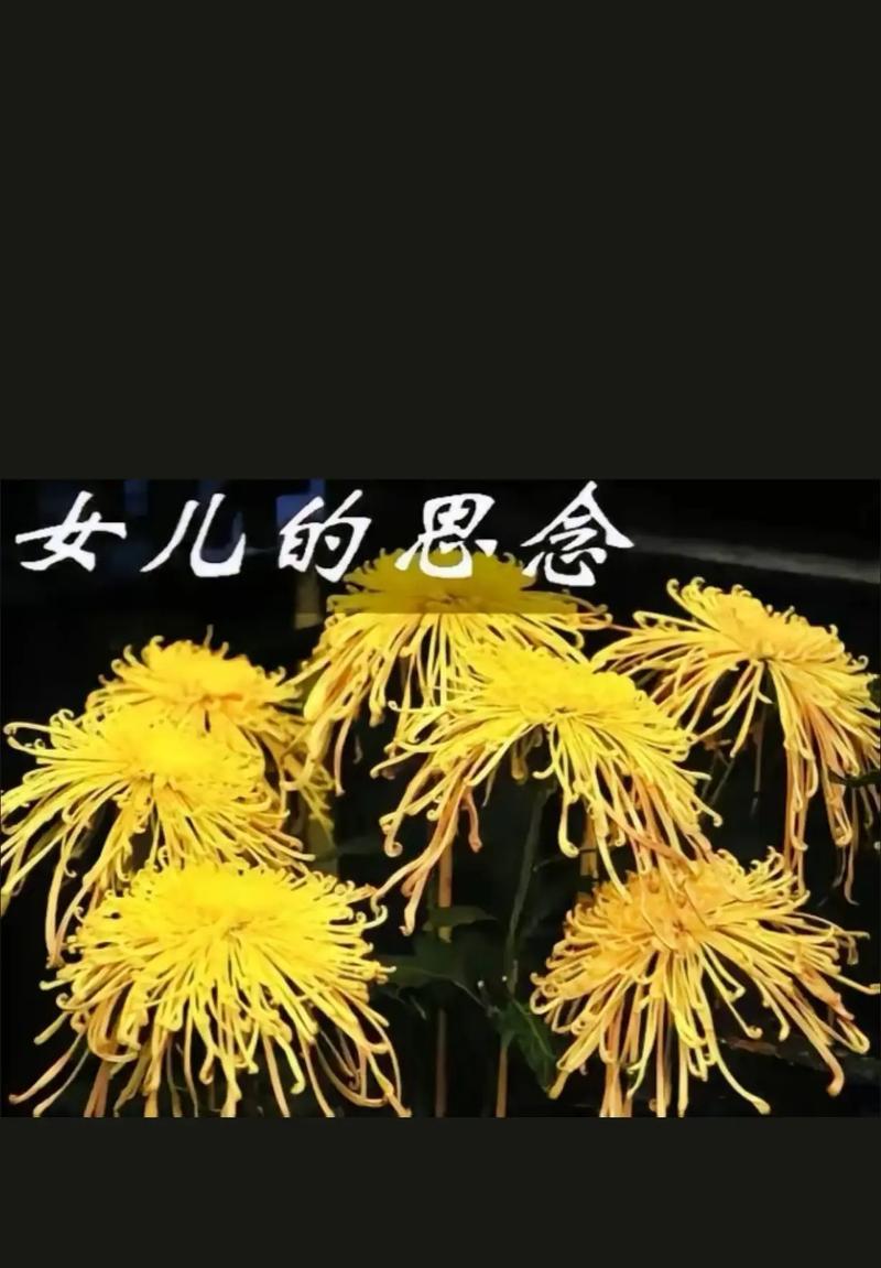 哪种花代表思念之情？花语中思念的表达方式是什么？