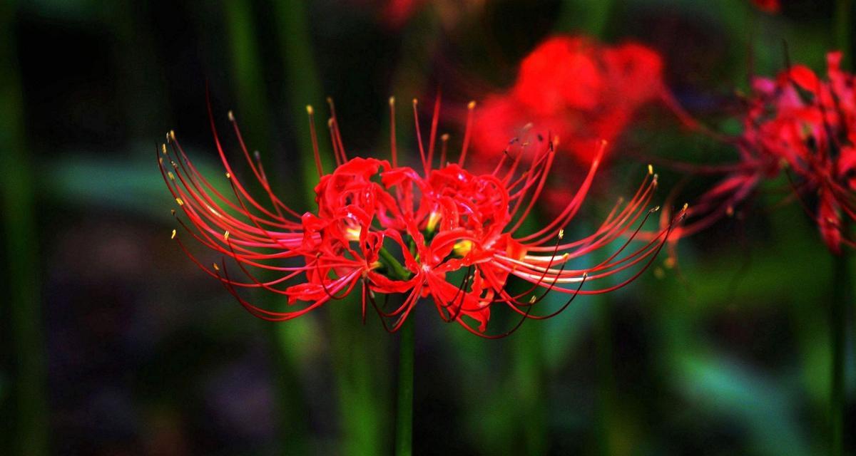 哪种花代表思念之情？花语中思念的表达方式是什么？