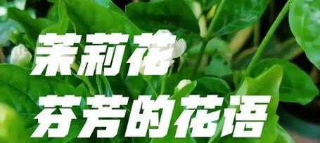 尽情享受的花语通常用哪种花来表达？它代表了怎样的生活态度？