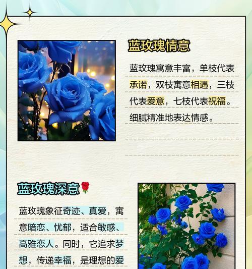 三朵天蓝玫瑰代表什么？天蓝玫瑰的花语有何深意？