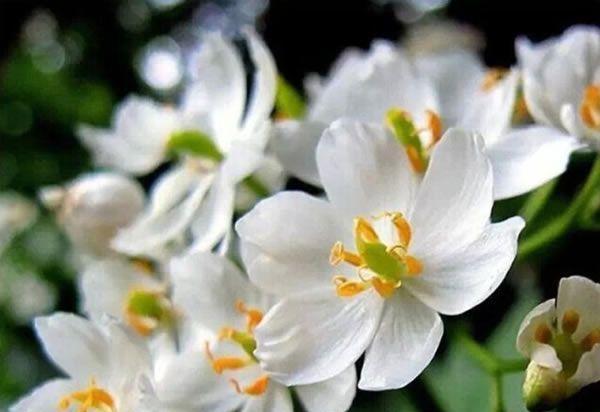 山荷叶花的寓意和花语是什么？它象征着什么？