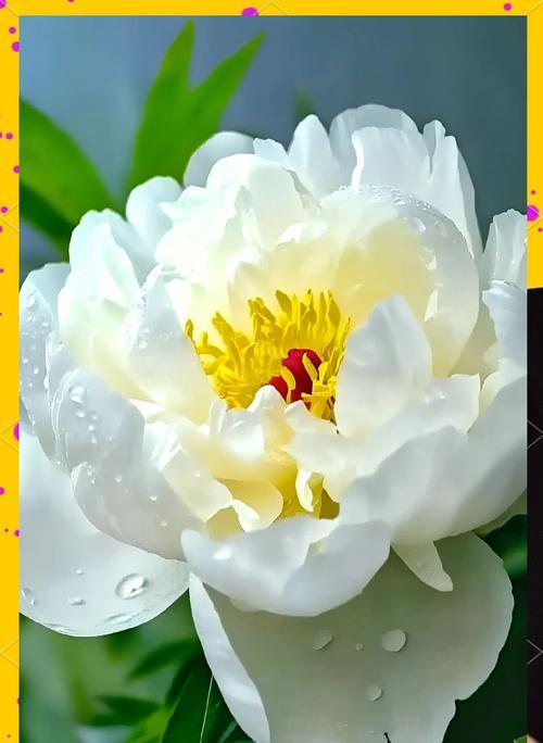 哪种花象征着永远的挚爱？