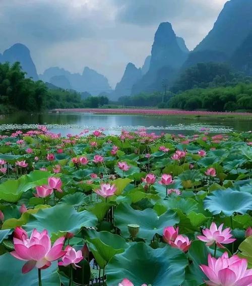 荷花的花语在文化中扮演了什么角色？