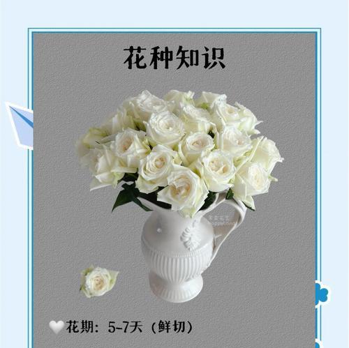 雪玫瑰的花语有何深意？