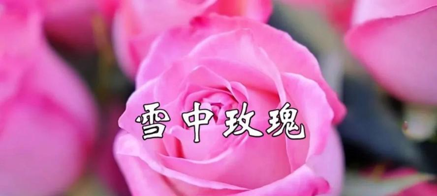雪玫瑰的花语有何深意？