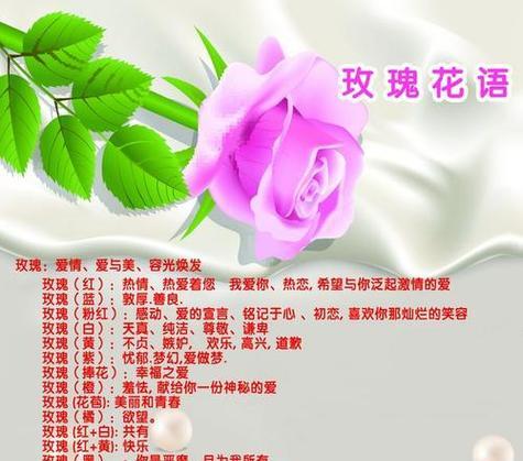 雪玫瑰的花语有何深意？