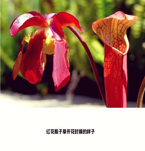 铠甲瓶子草的花语是什么？铠甲瓶子草代表的寓意是什么？