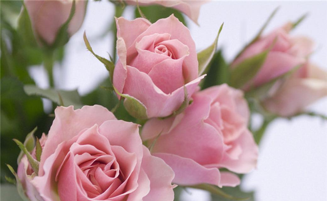 清澈而纯粹的爱花语是什么意思？这种花语表达的是什么情感？