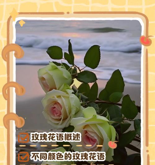 苦味玫瑰的花语和寓意是什么？苦味玫瑰传递了哪些情感？